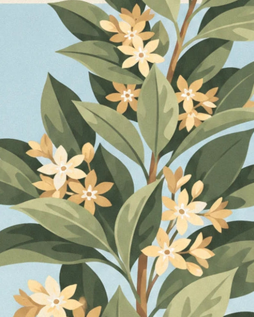 The pale yellow and cream star-shaped flowers on laurel branches, among large green leaves