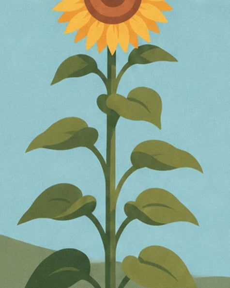 Eine große Sonnenblume auf ihrem hohen, belaubten Stängel, dem hellblauen Himmel zugewandt