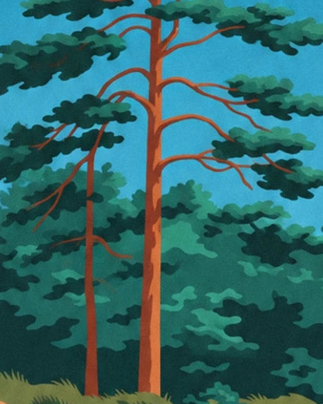 Pine trees with orange trunks and spreading branches against the blue sky