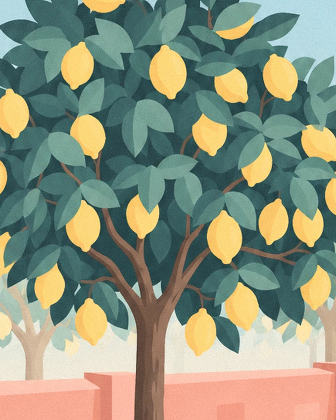 The lemon tree laden with yellow fruit, its dense leaves above the low pink wall