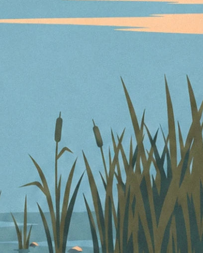 Reeds with long leaves and brown seed heads beside the blue water