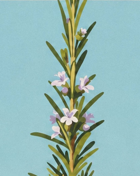 A rosemary stem with slender leaves and pale mauve flowers against a blue background