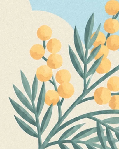 Les fleurs jaunes et le feuillage vert du mimosa sur fond crème et bleu