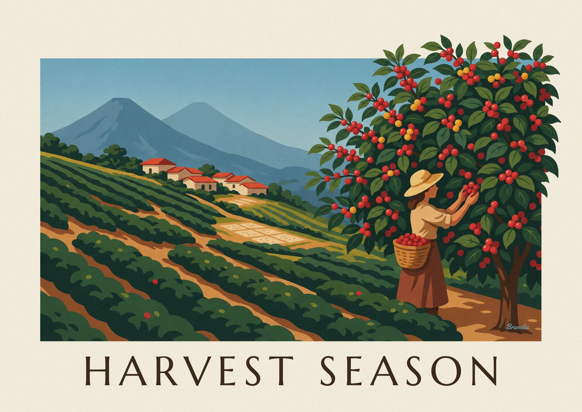 Coffee plantation cherry harvest poster
