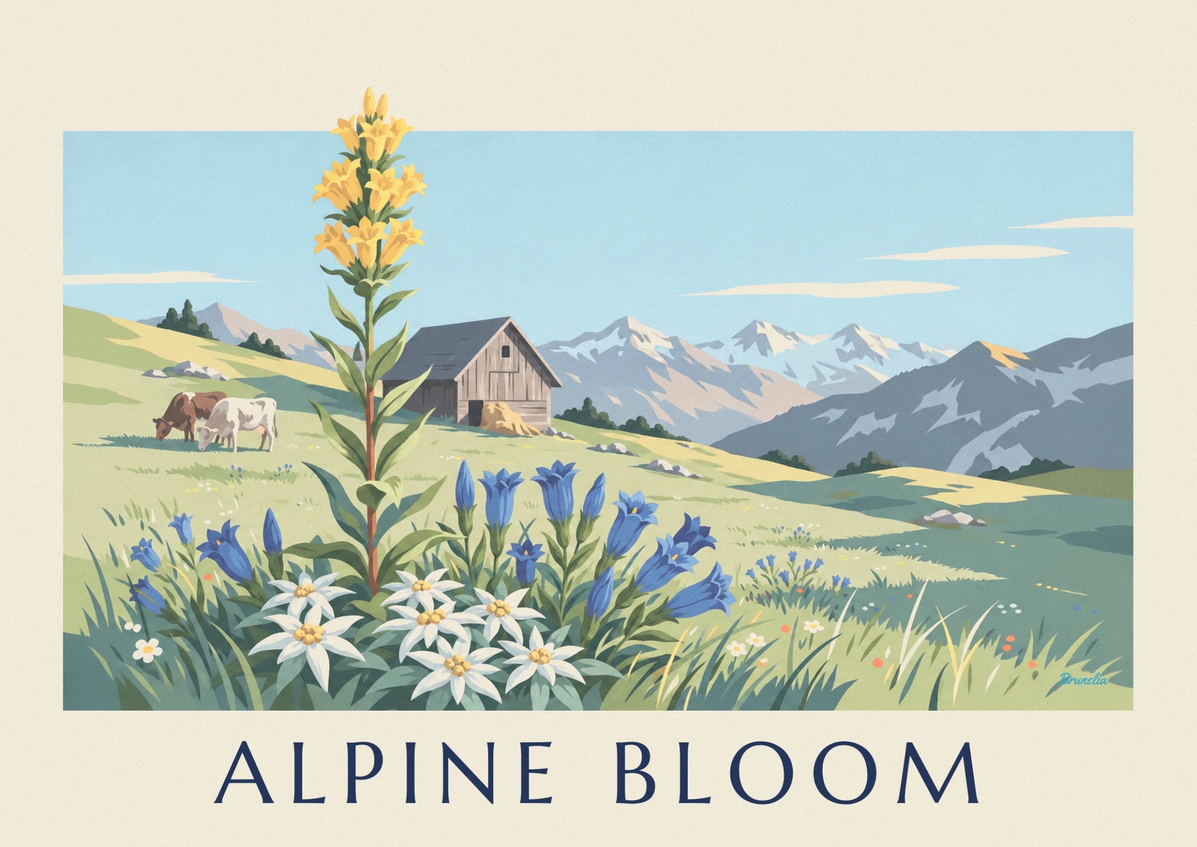 Les edelweiss blancs aux cœurs dorés et les gentianes bleues devant le chalet